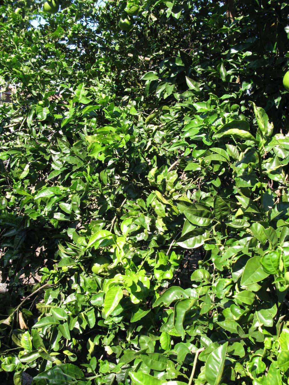              Sun leaves (Winter Haven, FL)       